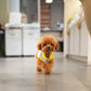 Luisa - Tiny Poodle (Red)