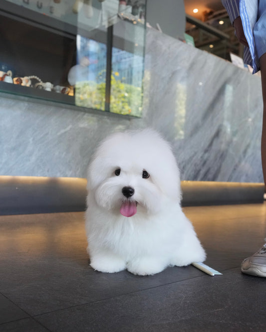 Marc - Coton de Tulear (White)