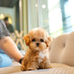 Cosmo - Maltipoo (Brown & White)
