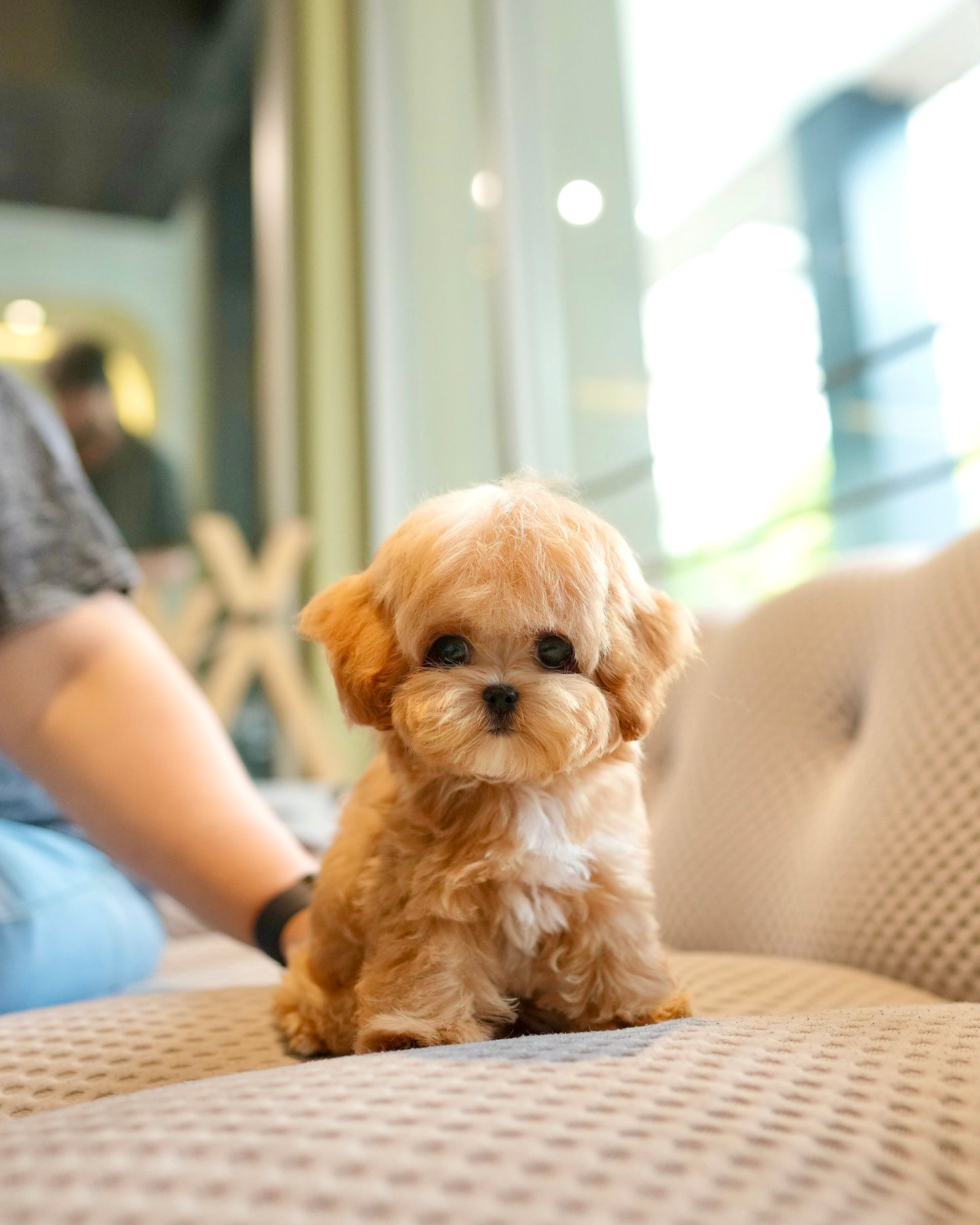 Cosmo - Maltipoo (Brown & White)
