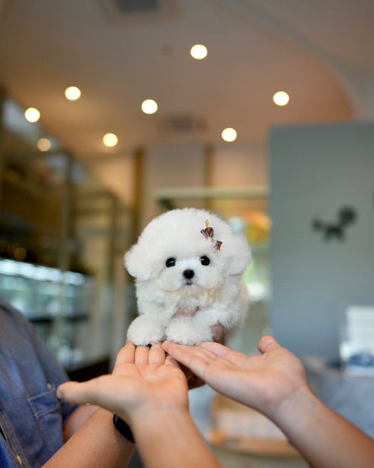 Otto - Mini Bichon (White)