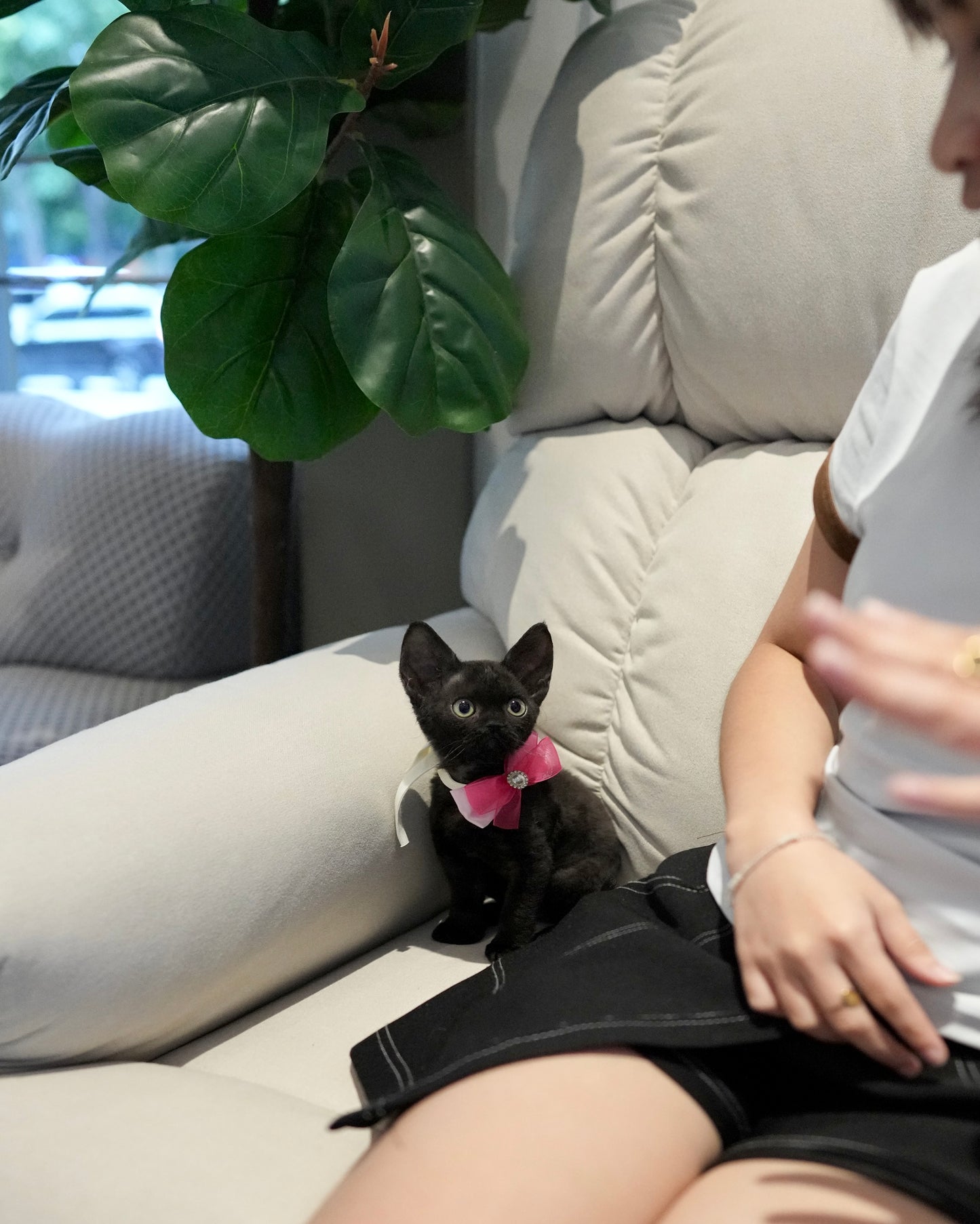 Reese - Devon Rex (Black)