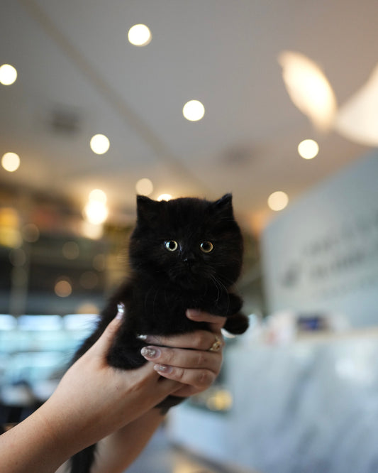 Lottie - Munchkin (Black)