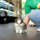 Ollie - Mini Pomsky (Black & White)