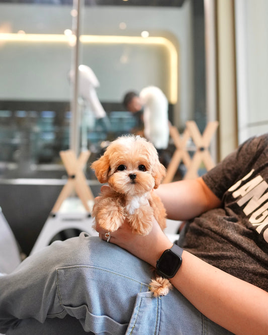 Cosmo - Maltipoo (Brown & White)