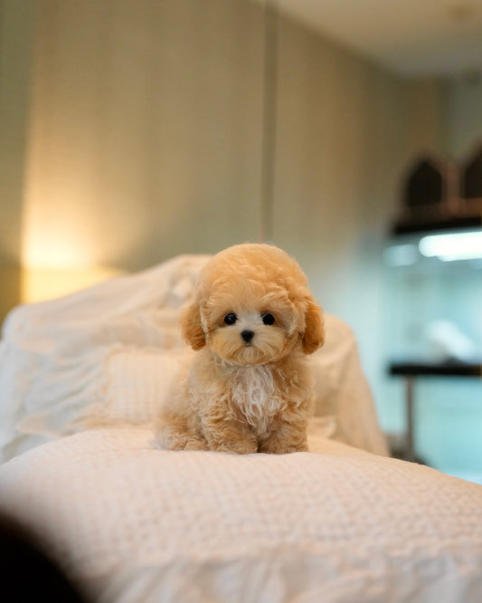 Nugget - Maltipoo (Brown)