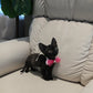 Reese - Devon Rex (Black)