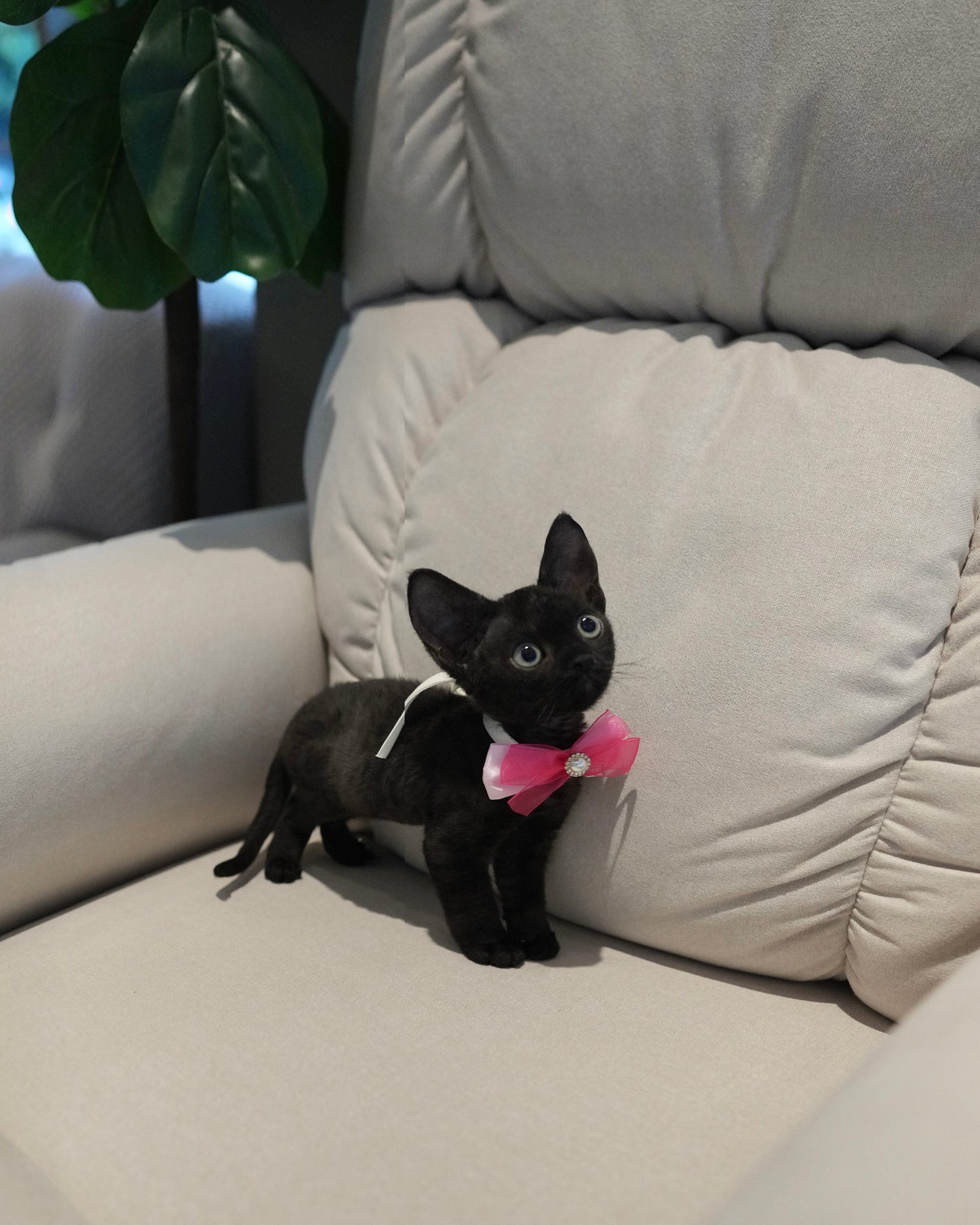 Reese - Devon Rex (Black)
