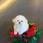 Otto - Mini Bichon (White)