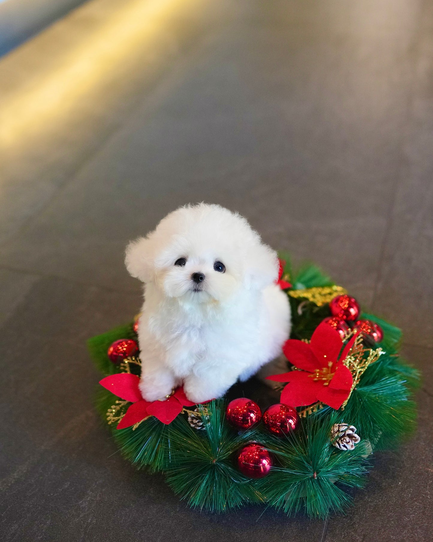 Otto - Mini Bichon (White)