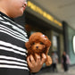 Naya - Tiny Poodle (Red)