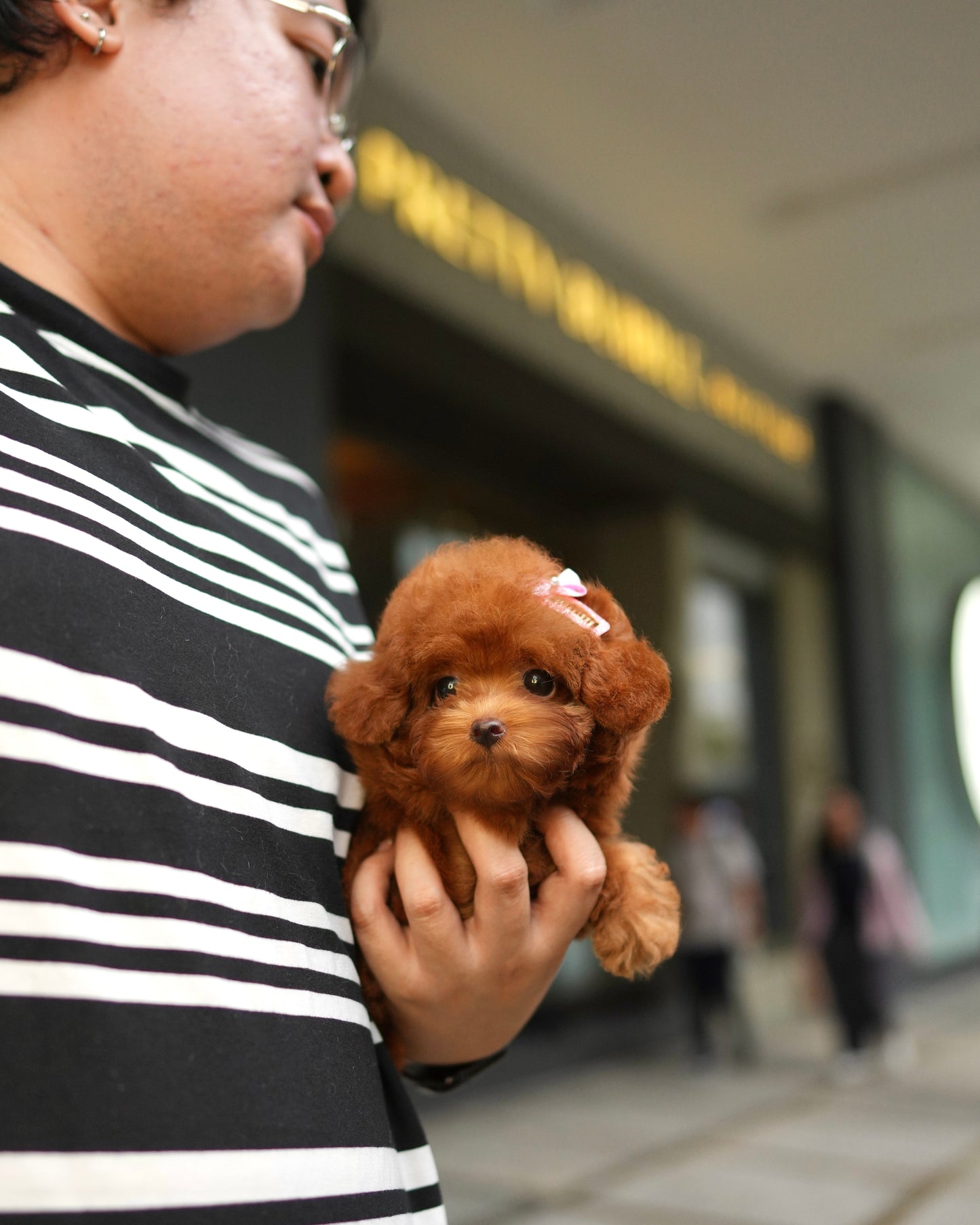 Naya - Tiny Poodle (Red)