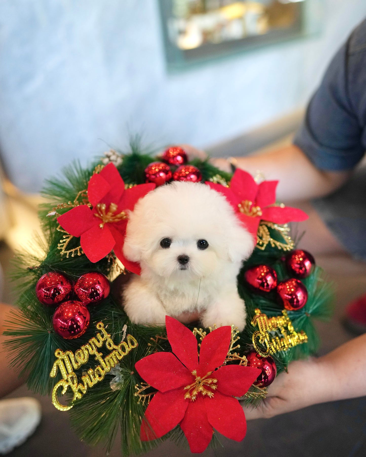Otto - Mini Bichon (White)