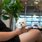 Yurum - Mini Bichon (White)
