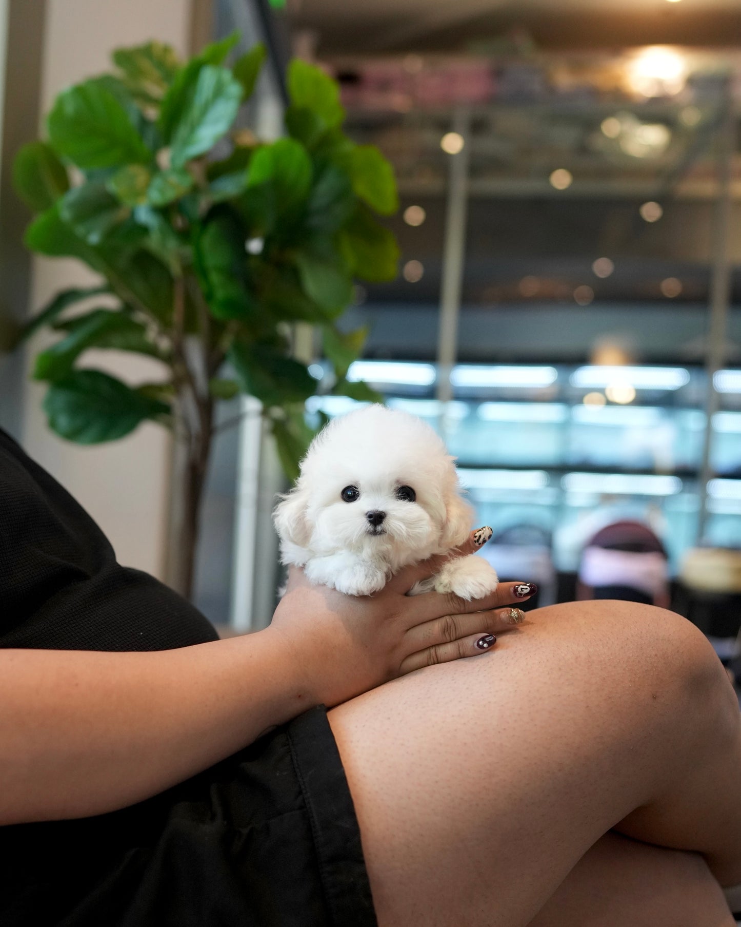 Yurum - Mini Bichon (White)