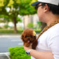 Kai - Tiny Poodle (Red)