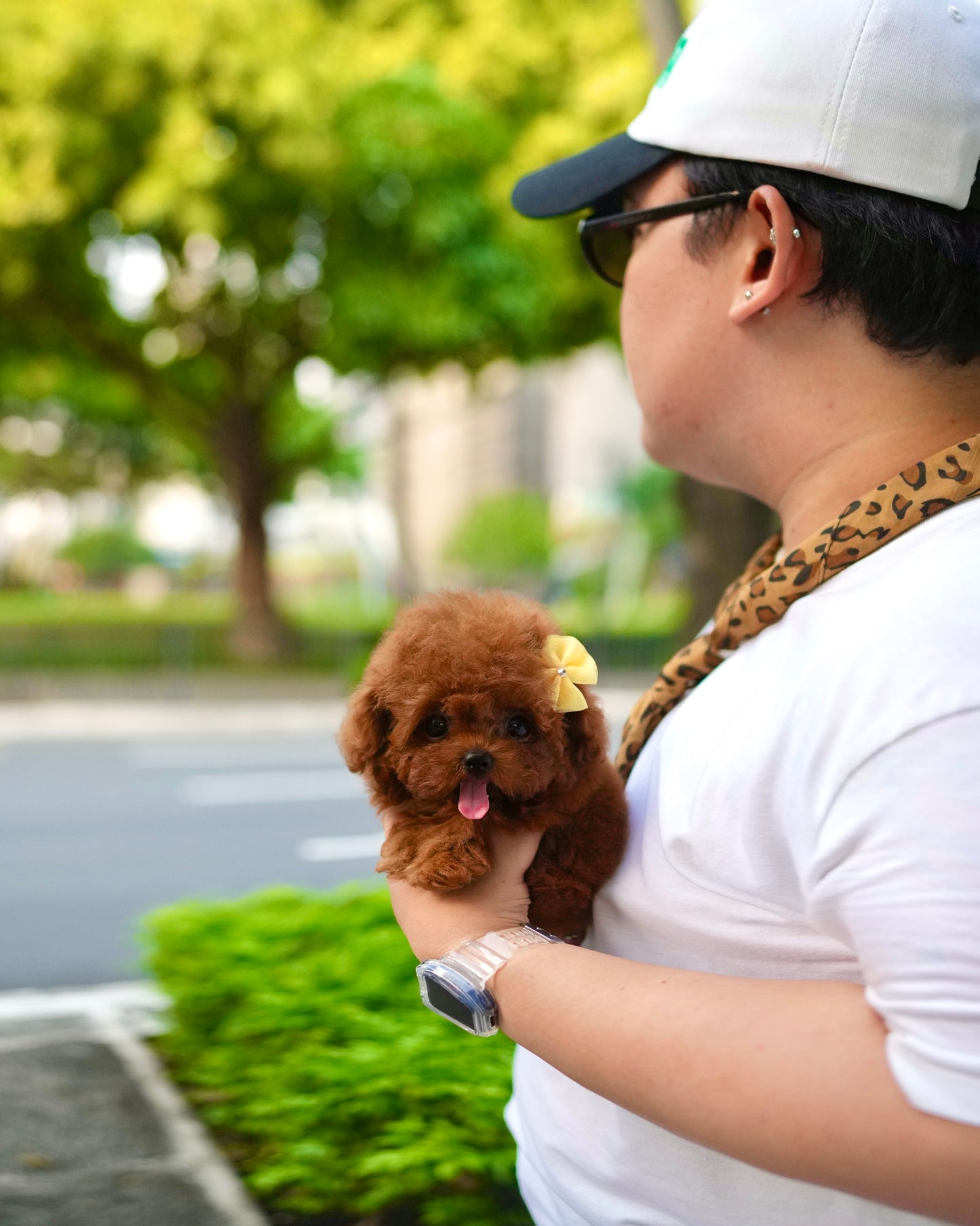 Kai - Tiny Poodle (Red)