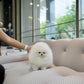 Joji - Pomeranian (White)