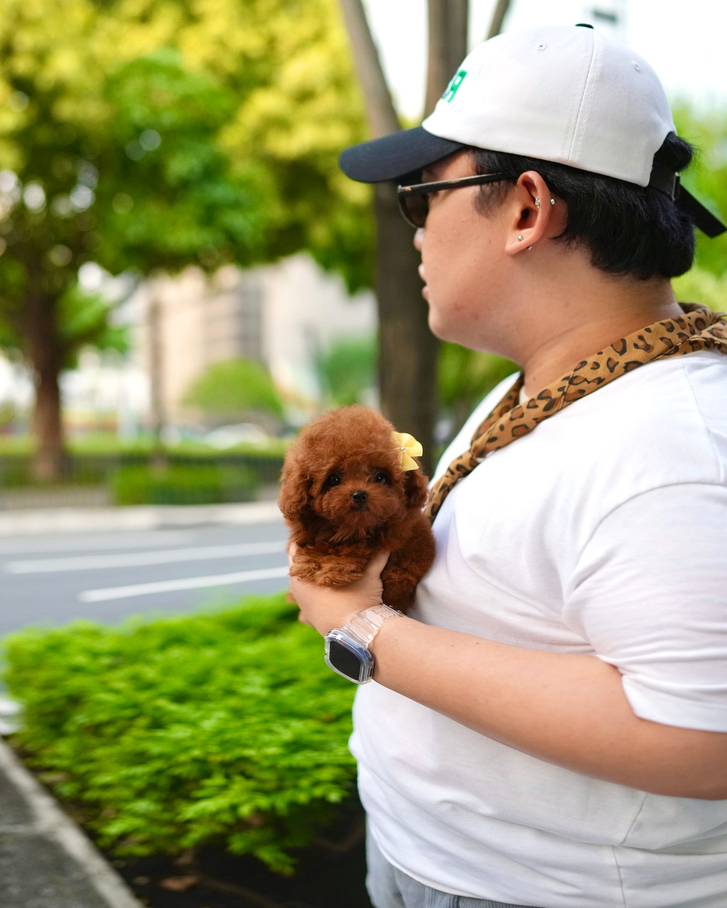 Kai - Tiny Poodle (Red)