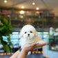 Yurum - Mini Bichon (White)