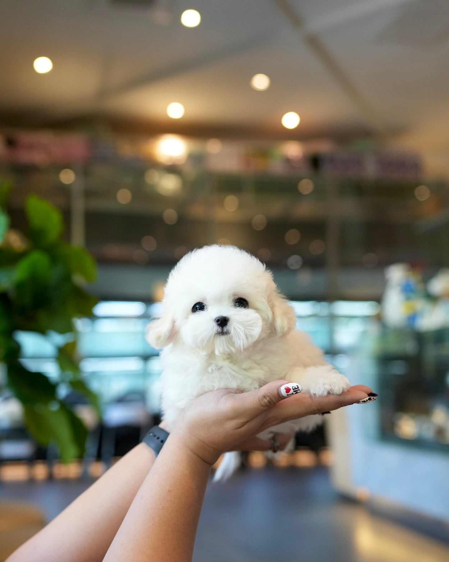 Yurum - Mini Bichon (White)