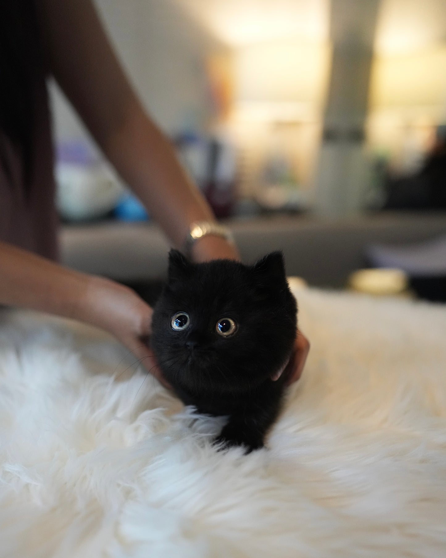 Lottie - Munchkin (Black)