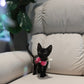 Reese - Devon Rex (Black)