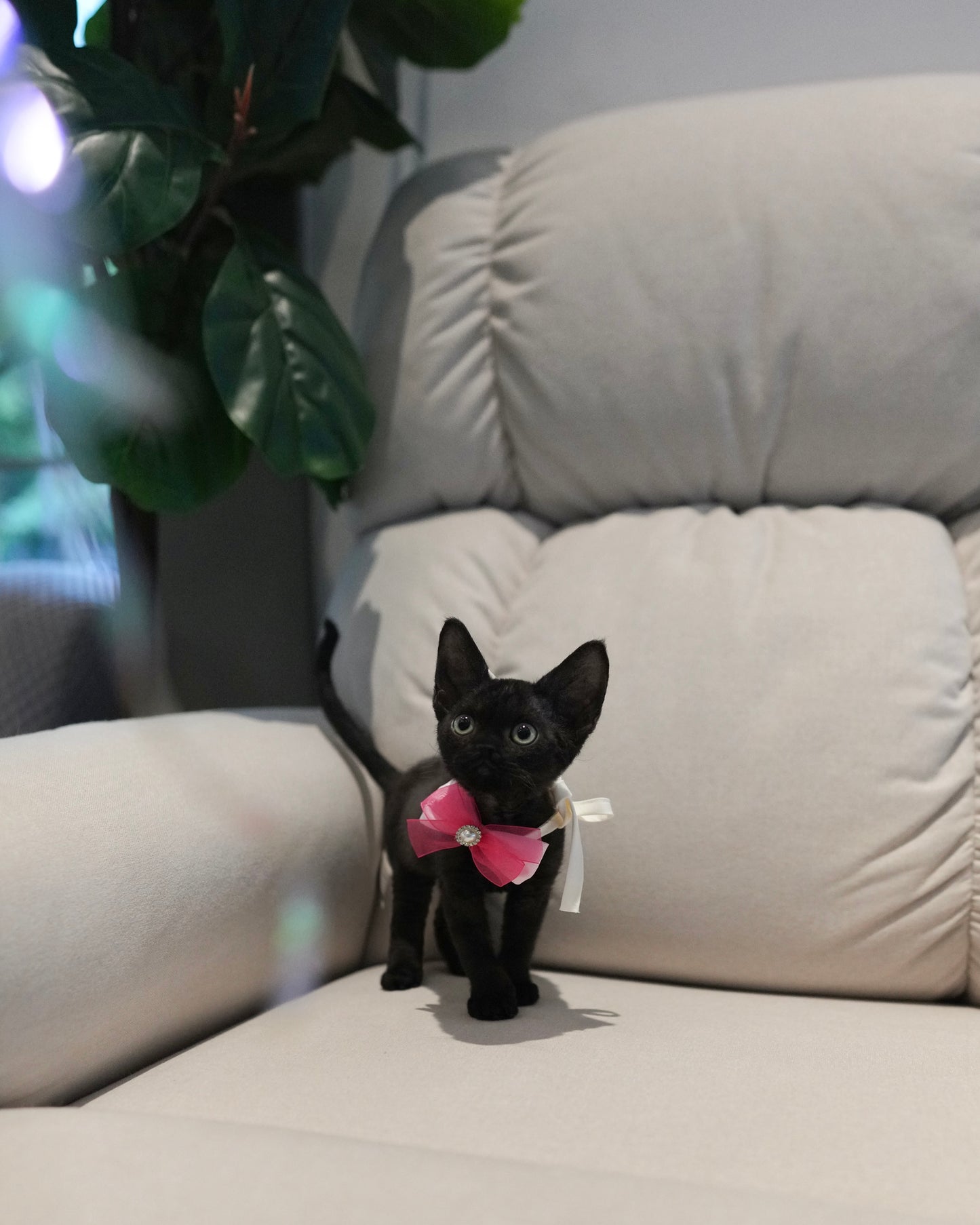 Reese - Devon Rex (Black)