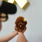 Kai - Tiny Poodle (Red)