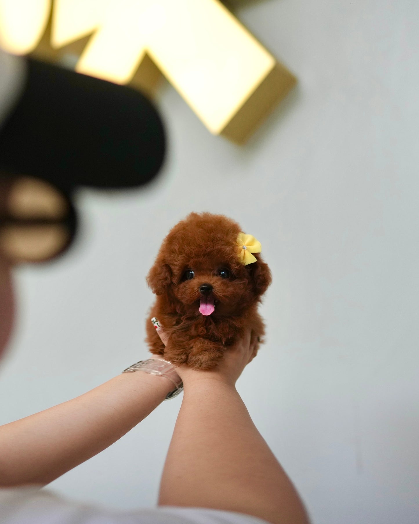 Kai - Tiny Poodle (Red)
