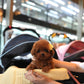 Kai - Tiny Poodle (Red)