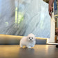 Yurum - Mini Bichon (White)