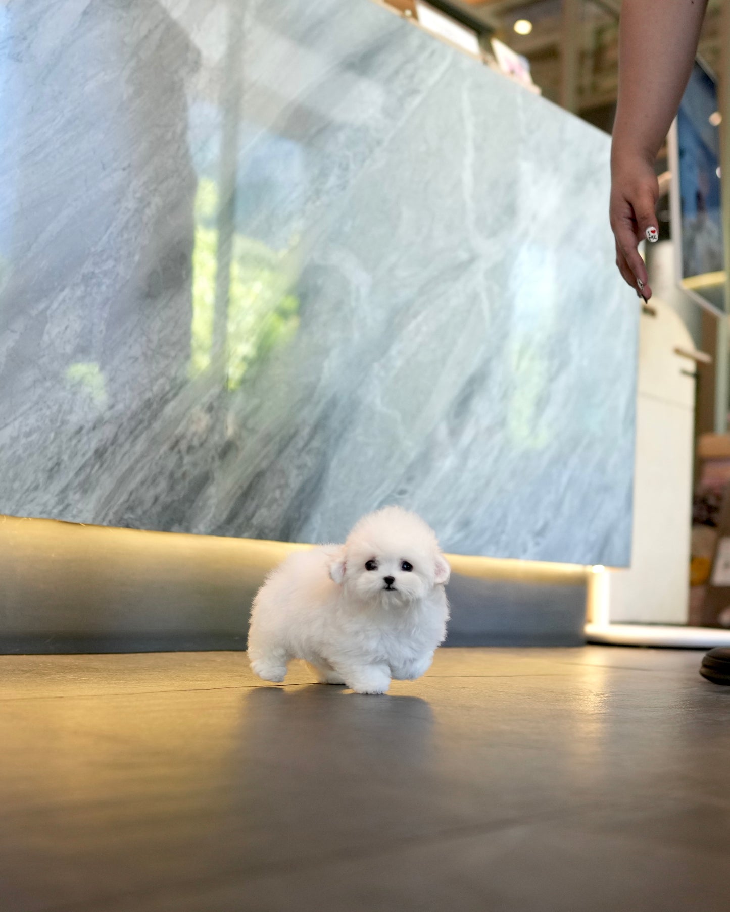 Yurum - Mini Bichon (White)