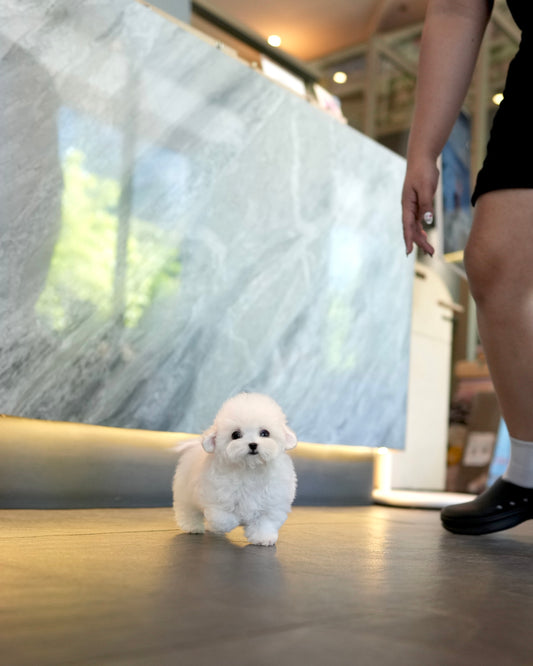 Yurum - Mini Bichon (White)