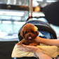 Kai - Tiny Poodle (Red)