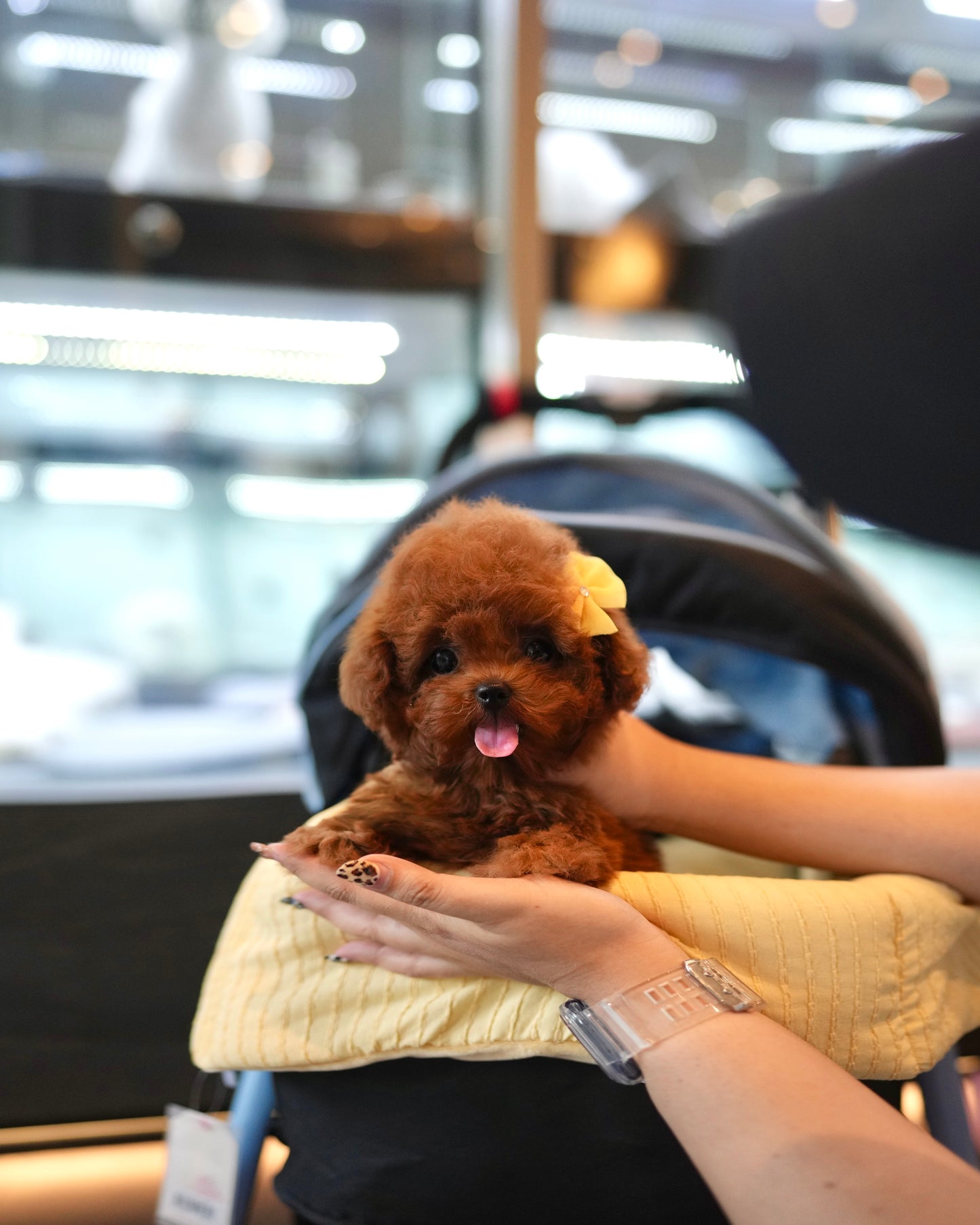 Kai - Tiny Poodle (Red)