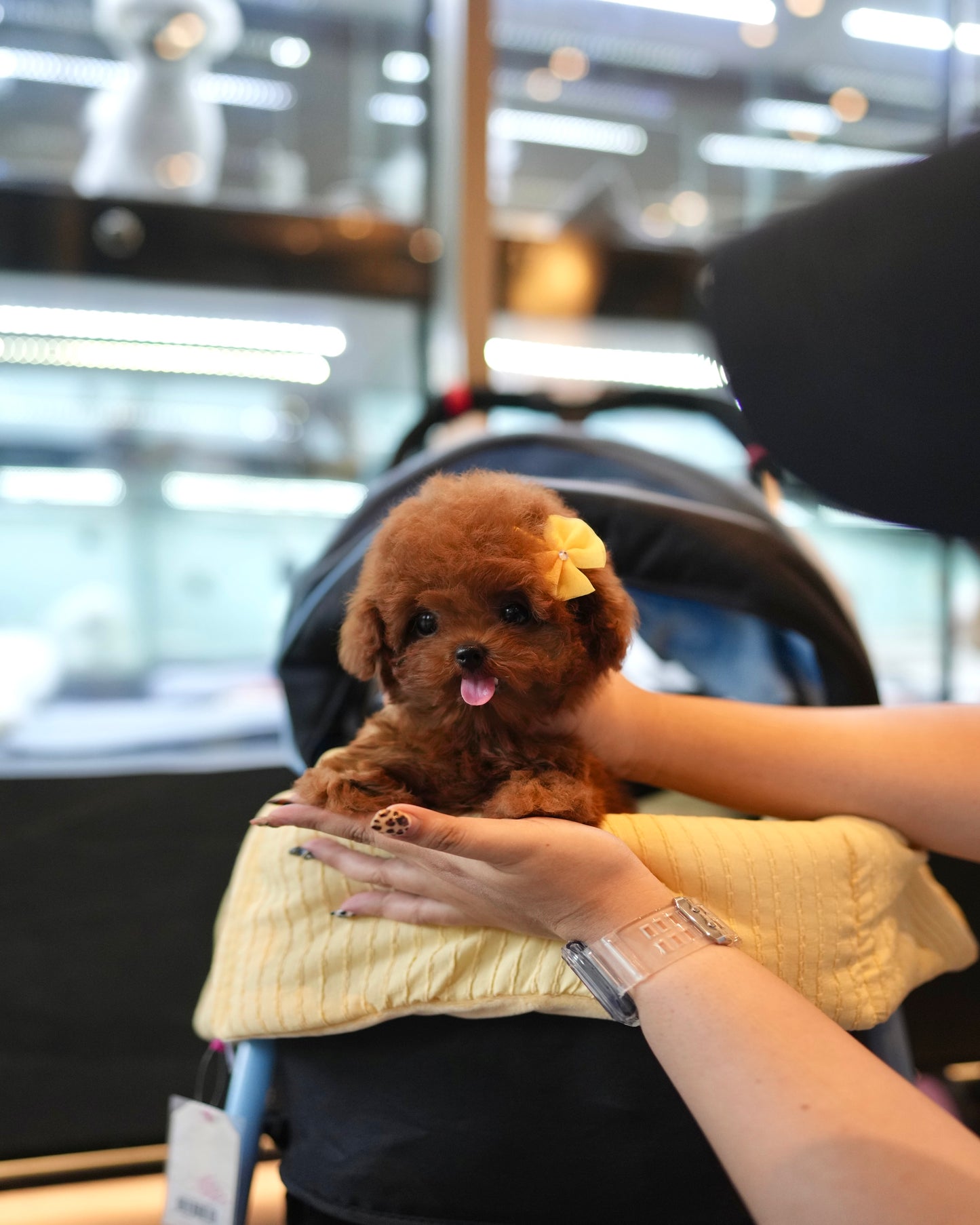 Kai - Tiny Poodle (Red)