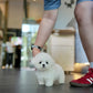 Otto - Mini Bichon (White)