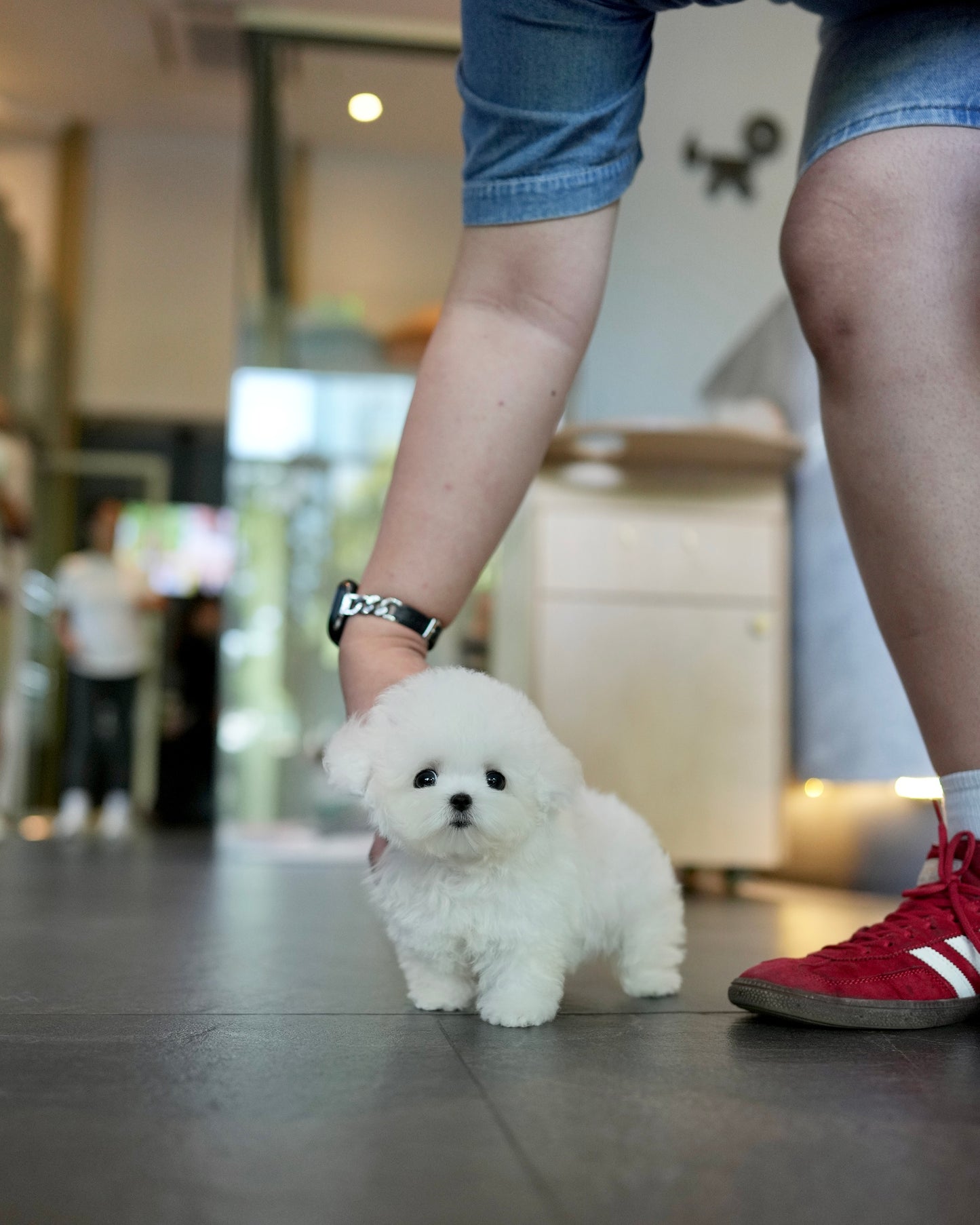 Otto - Mini Bichon (White)