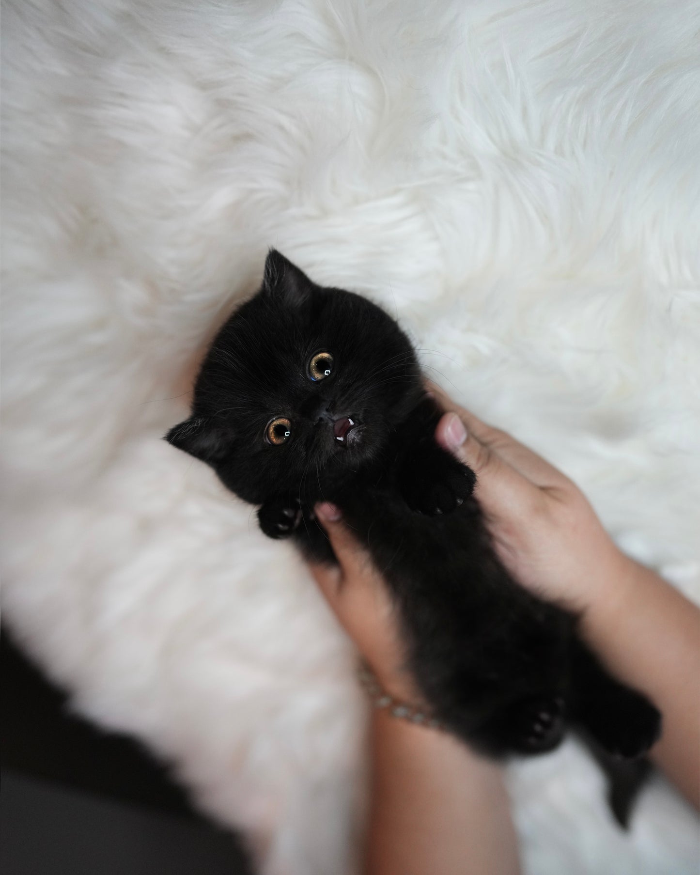 Lottie - Munchkin (Black)