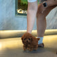 Kai - Tiny Poodle (Red)