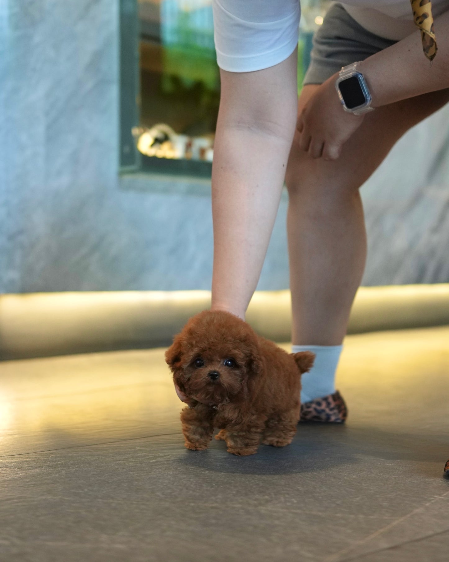 Kai - Tiny Poodle (Red)