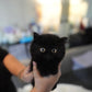 Lottie - Munchkin (Black)