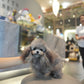 Elise - Adult Micro Poodle (Silver)