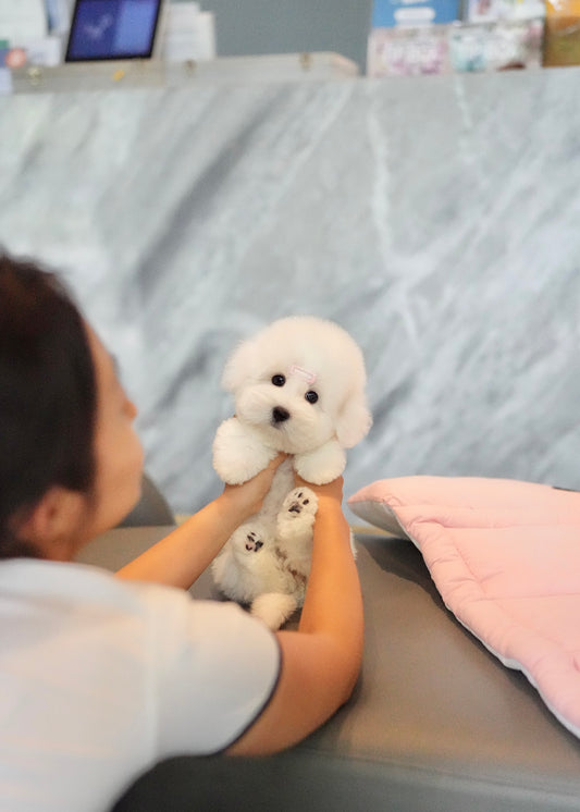 Athena - Coton de Tulear (White)