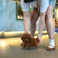 Kai - Tiny Poodle (Red)