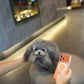 Elise - Adult Micro Poodle (Silver)
