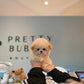 Axel - Micro Poodle (Brown & White)