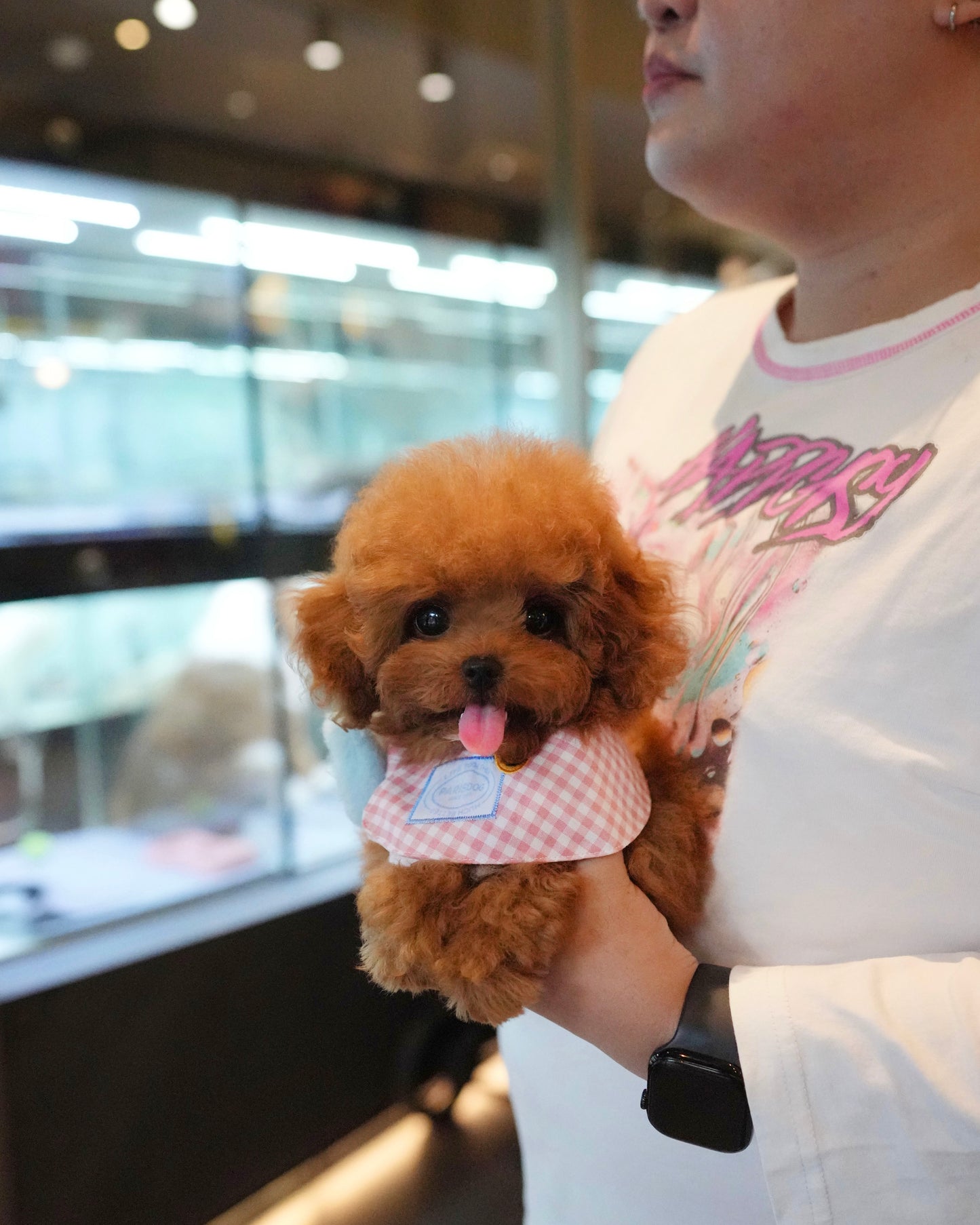 Fatima - Tiny Poodle (Red)
