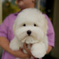 Toby - Coton de Tulear (White)